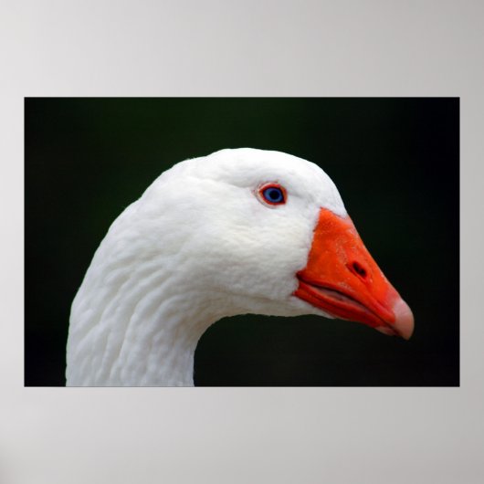 Poster Mère Goose (Devant)