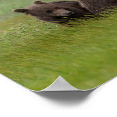 Poster Mère Grizzly Oear avec des petits jumeaux (Coin)