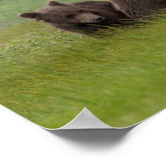 Poster Mère Grizzly Oear avec des petits jumeaux (Coin)