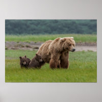 Mère Grizzly Oear avec des petits jumeaux