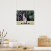 Poster Mère Kangaroo avec bébé Joey dans sa poche (Cuisine)