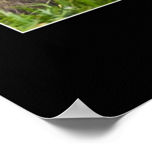 Poster Mère Macaque et bébé (Coin)