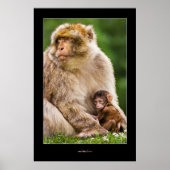 Poster Mère Macaque et bébé (Devant)
