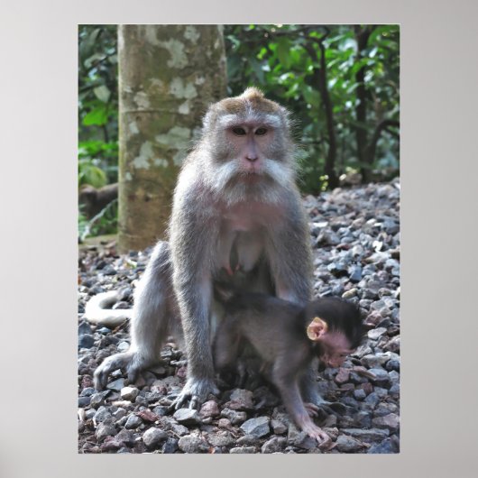 Poster Mère Macaque et bébé (Devant)