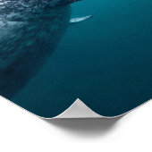 Poster Mère Narwhal & Calf - Première baignade dans l'Arc (Coin)