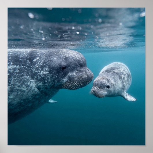 Poster Mère Narwhal & Calf - Première baignade dans l'Arc (Devant)