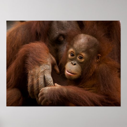 Poster Mère orang-outan et bébé au zoo (Devant)