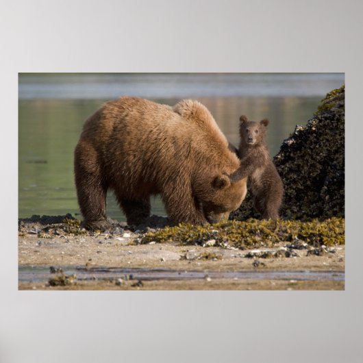 Poster Mère ours grizzly avec ourson sur une plage (Devant)
