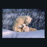 Poster Mère Ours Polaire assis avec des jumeaux,<br><div class="desc">Mère Ours Polaire assis avec des jumeaux,  Manitoba,  Churchill,  Canada � Alice Garland / DanitaDelimont.com</div>