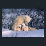 Poster Mère Ours Polaire assis avec des jumeaux,<br><div class="desc">Mère Ours Polaire assis avec des jumeaux,  Manitoba,  Churchill,  Canada � Alice Garland / DanitaDelimont.com</div>