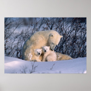 Poster Mère Ours Polaire assis avec des jumeaux,