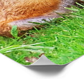 Poster Mère renard et petit (Coin)