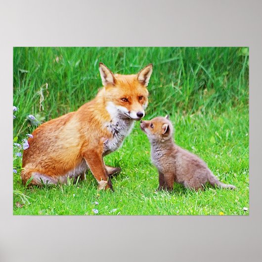 Poster Mère renard et petit (Devant)