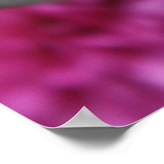 Poster Mère rose (Coin)