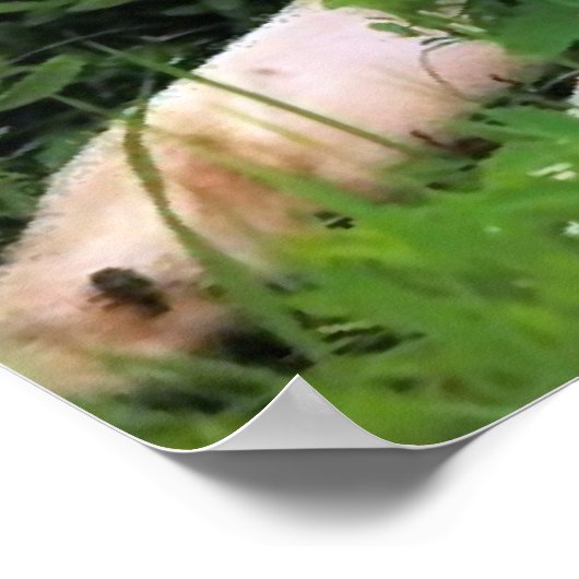 POSTER MÈRE WOLF ÉCOUTE LES PUPS (Coin)