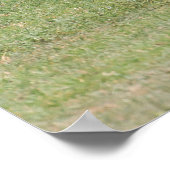 Poster Mère Zebra avec nouveau-né Colt (Coin)