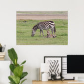 Poster Mère Zebra avec nouveau-né Colt (Bureau à domicile)