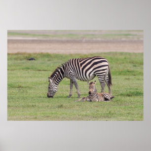 Poster Mère Zebra avec nouveau-né Colt