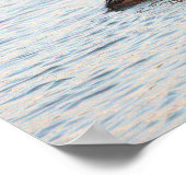 Poster Merganser à capuchon (Coin)