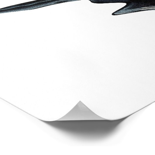 Poster Merganser à capuchon (Coin)