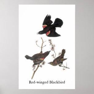 Poster Merle à ailes rouges, John Audubon