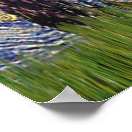 Poster Merle Aussie Shep - Nuit étoilée (Coin)