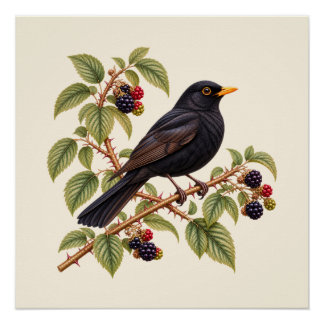 Poster Merle noir britannique sur branche de mûrier botan