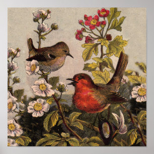 Poster Merles de printemps Oiseaux rouges Ornithologie