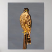 Poster Merlin (Devant)