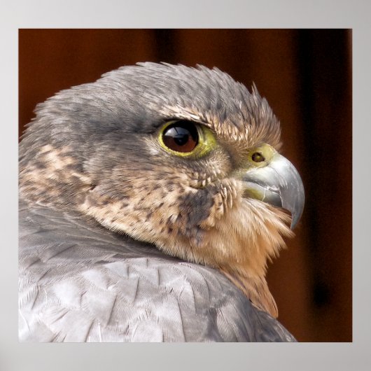 POSTER MERLIN FALCON OISEAU DE PREY (Devant)