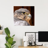 POSTER MERLIN FALCON OISEAU DE PREY (Bureau à domicile)