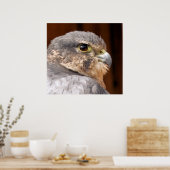 POSTER MERLIN FALCON OISEAU DE PREY (Cuisine)