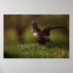 Poster Merlin Falcon prenant l'avion