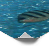 Poster Mermaid célèbre (Coin)