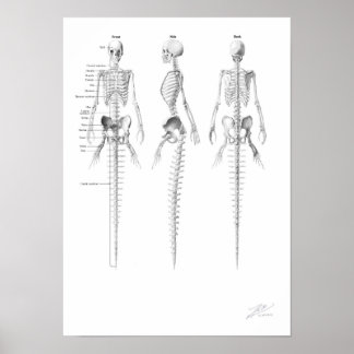 Poster Mermaid Skeleton