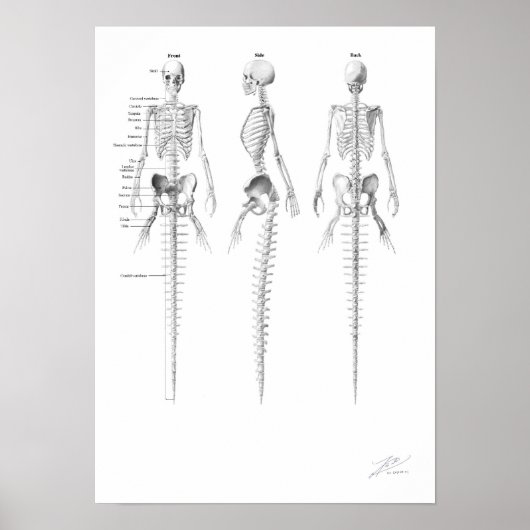 Poster Mermaid Skeleton (Devant)