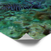 Poster Mérou géant de l'Atlantique (Coin)