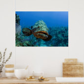 Poster Mérou géant de l'Atlantique (Cuisine)