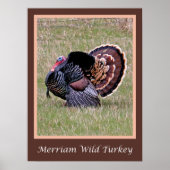 Poster Merriam Wild Turkey (Devant)