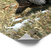 Poster Merriams dindons sauvages, gros cordonnier et trou (Coin)