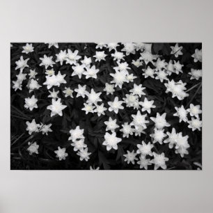 Poster Mers noirs et blancs