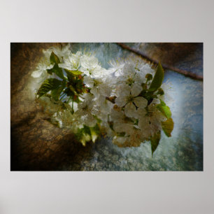 Poster Merveille de fleurs de cerisier