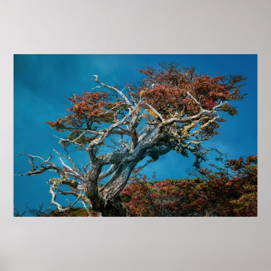 Poster Merveilles botaniques de l'Argentine (Devant)