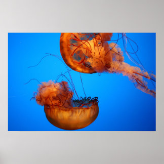 Poster Merveilles de la nature