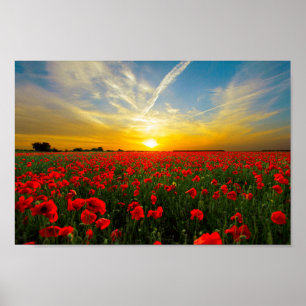 Poster Merveilleux champ de pavot Sunset Horizon