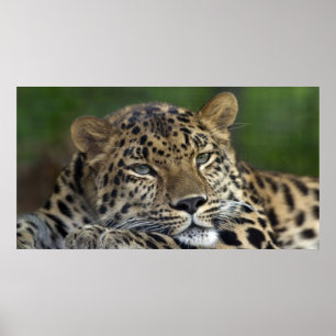 Poster Mes Derniers jours sur Terre...