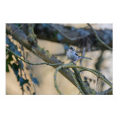 Poster Mésange à longue queue posée (Devant)