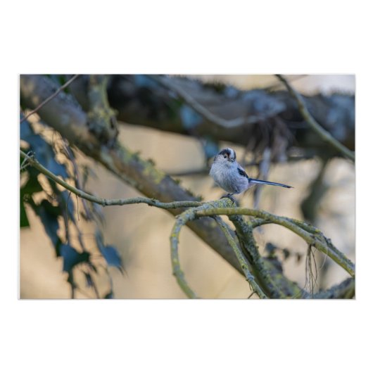 Poster Mésange à longue queue posée (Devant)