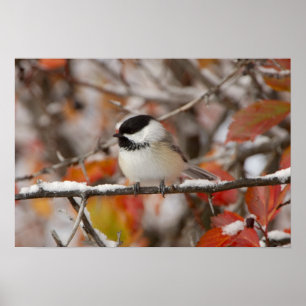 Poster Mésange à tête noire adulte dans la neige