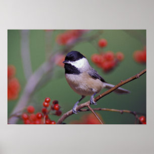 Poster Mésange de Caroline
